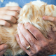 Illustration for article titled Hasbro Now Has a Toy Line For Seniors Starting With a Lifelike Robotic Cat
